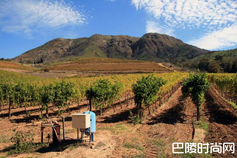 开普敦水荒，南非葡萄酒何去何从？