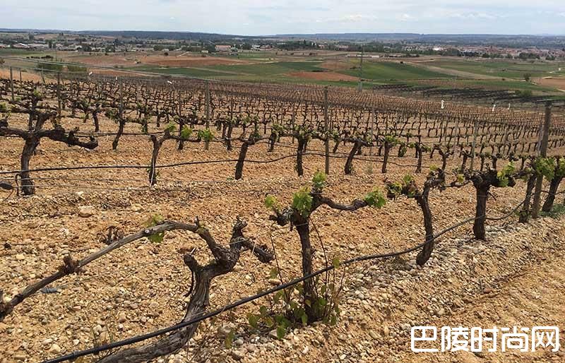 2017年份葡萄酒价格将上涨