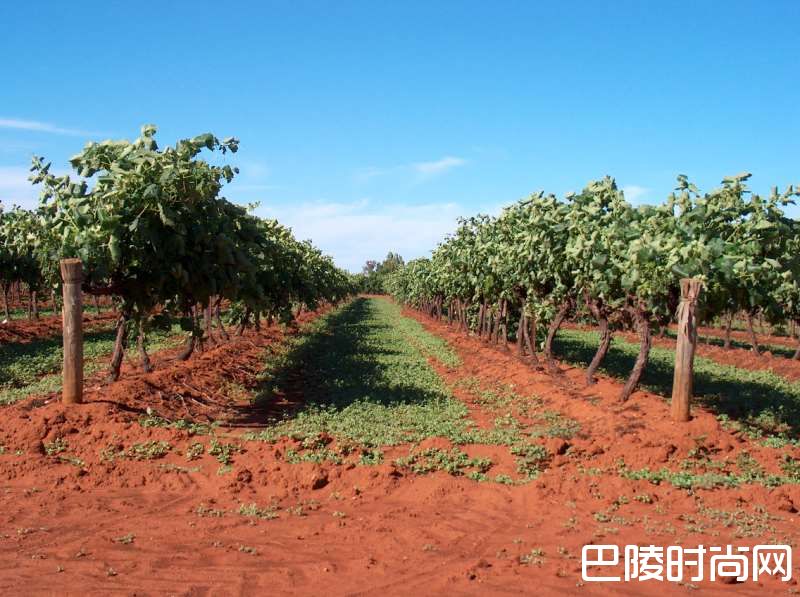 葡萄园土壤类型小词典I-Z