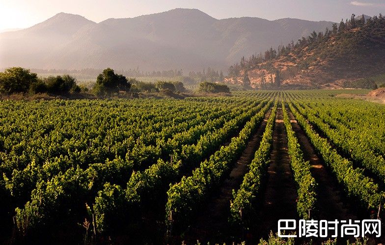 “南美洲的波尔多”——智利迈坡谷