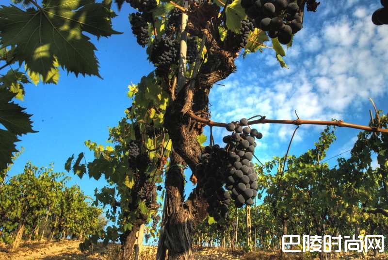 意大利十大葡萄品种