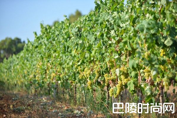 意大利十大葡萄品种