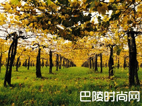 意大利十大葡萄品种