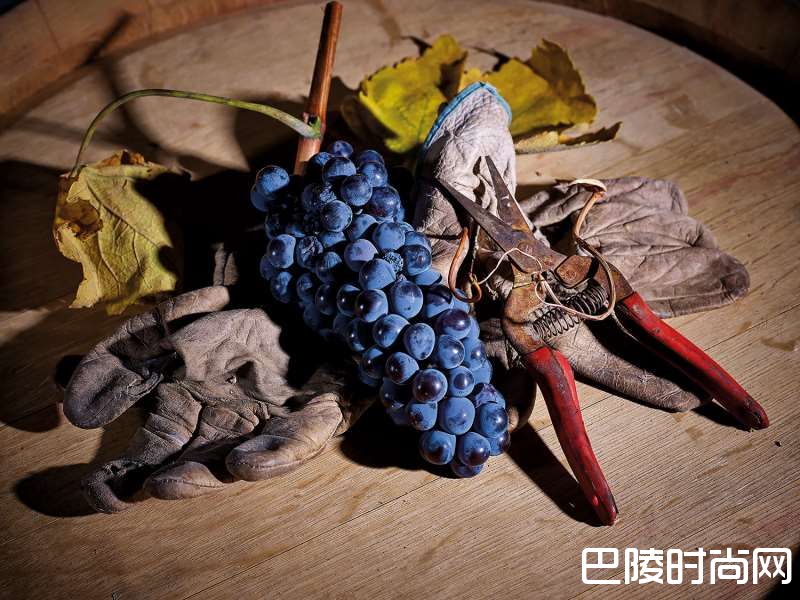 意大利十大葡萄品种