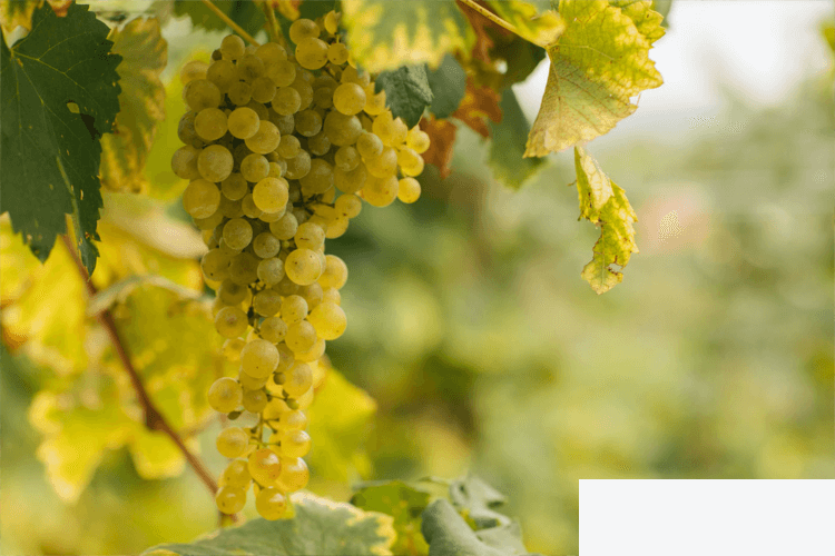 意大利十大葡萄品种