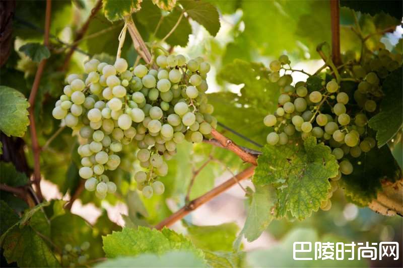 意大利十大葡萄品种