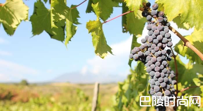 意大利十大葡萄品种