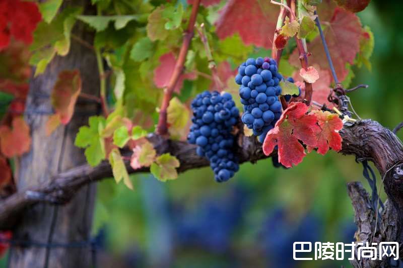 意大利十大葡萄品种