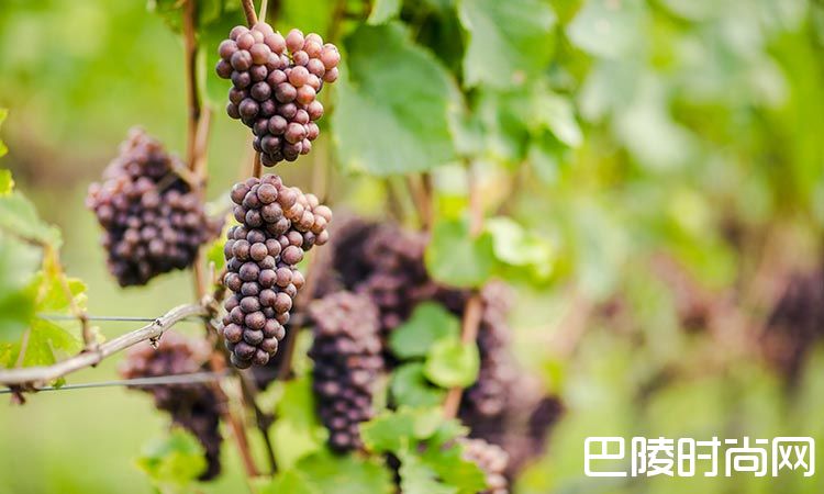 意大利十大葡萄品种