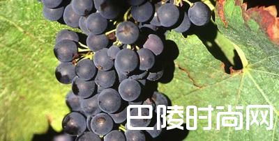 罗讷河谷知识小测