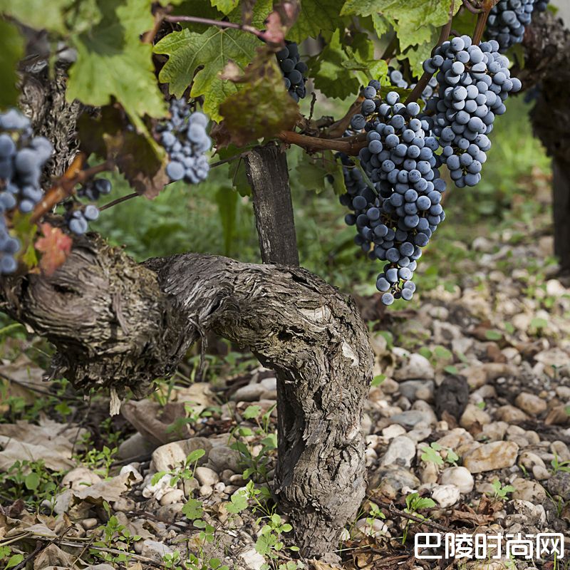 红酒世界直播预告：再访超二级庄爱士图尔