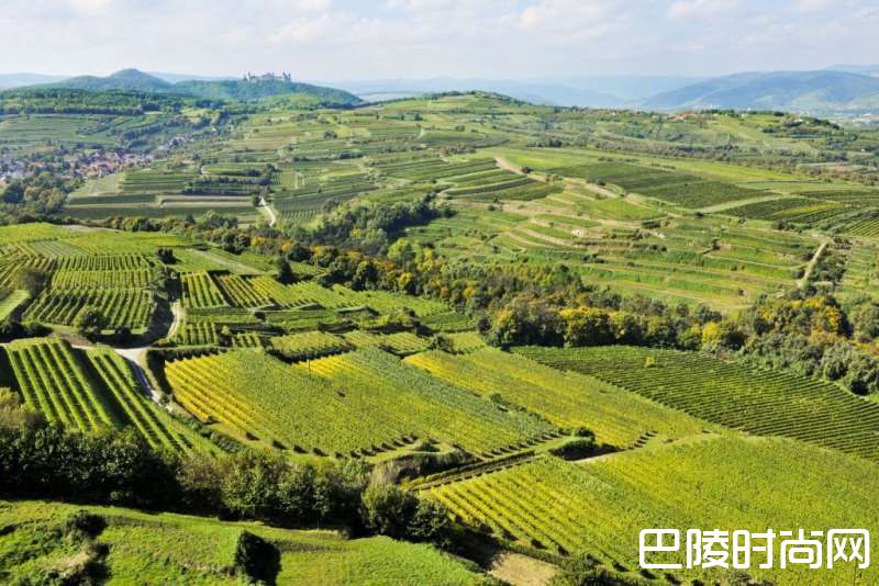 雷司令经典产区知多少？