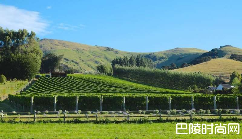 雷司令经典产区知多少? 雷司令经典产区知多少?