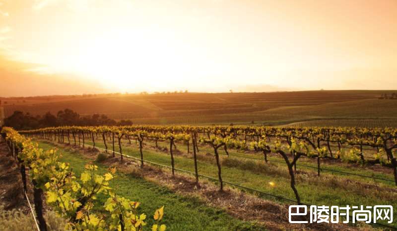 雷司令经典产区知多少？