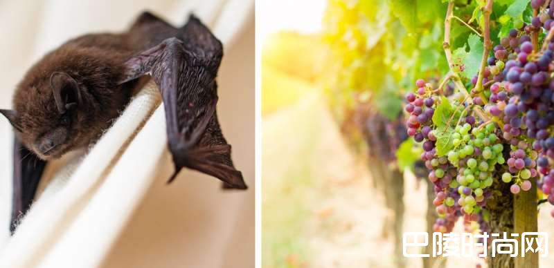 葡萄园中的“蝙蝠侠”