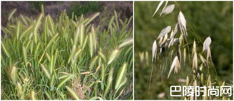 连日降雨，波尔多葡萄园工作被迫推迟