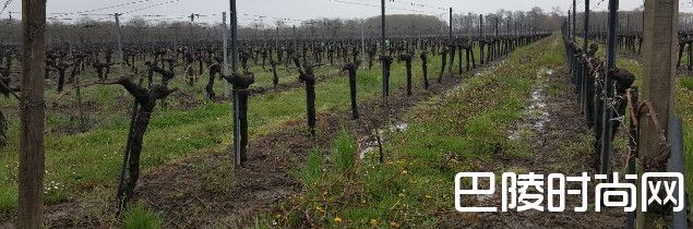 连日降雨，波尔多葡萄园工作被迫推迟