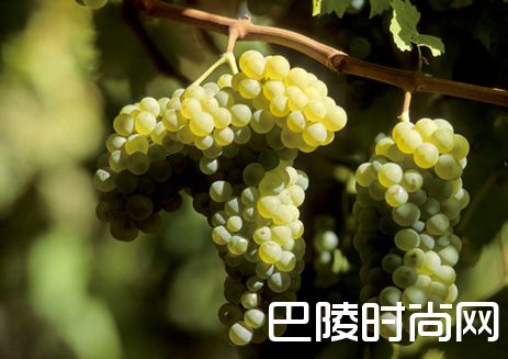 西班牙十大本土品种