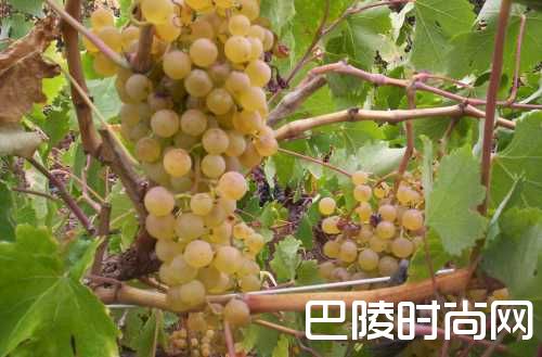 西班牙十大本土品种