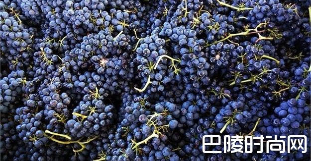 2018年南非酿酒葡萄产量或为2005年以来最低