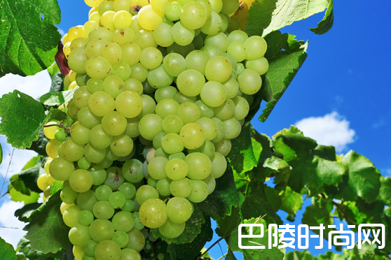 西班牙十大本土品种