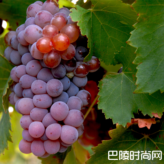 西班牙十大本土品种