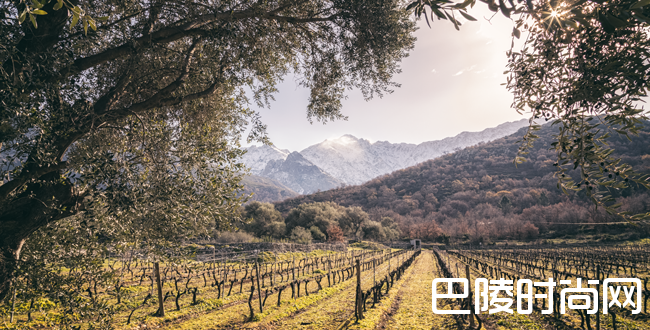 科西嘉葡萄酒小测