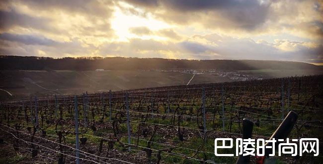 新发明，葡萄剪枝机器人