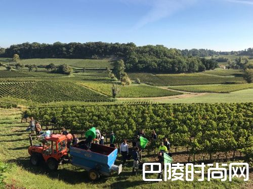 JS波尔多2017年高分期酒出炉，滴金、拉图领衔