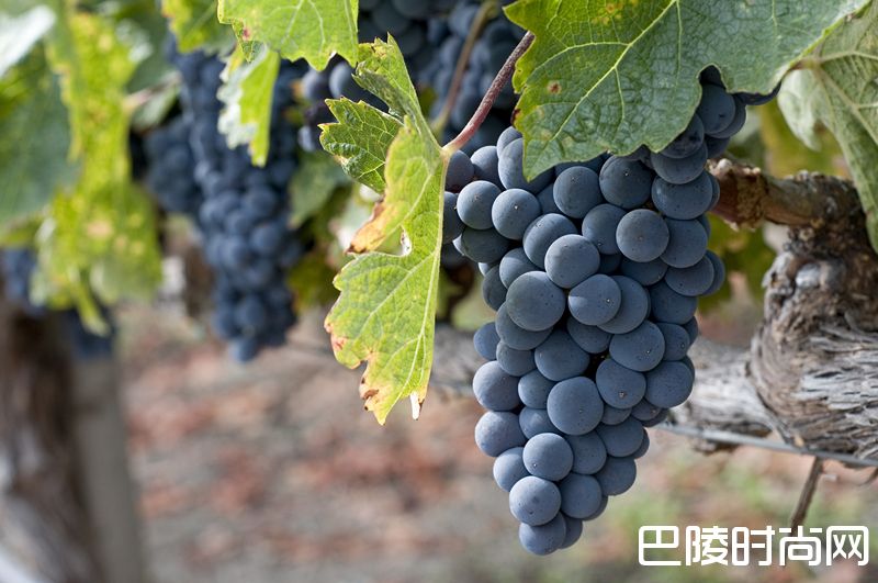 葡萄品种别名知多少？