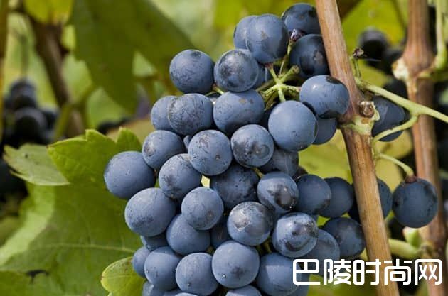 葡萄品种别名知多少？