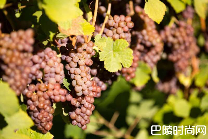 葡萄品种别名知多少？