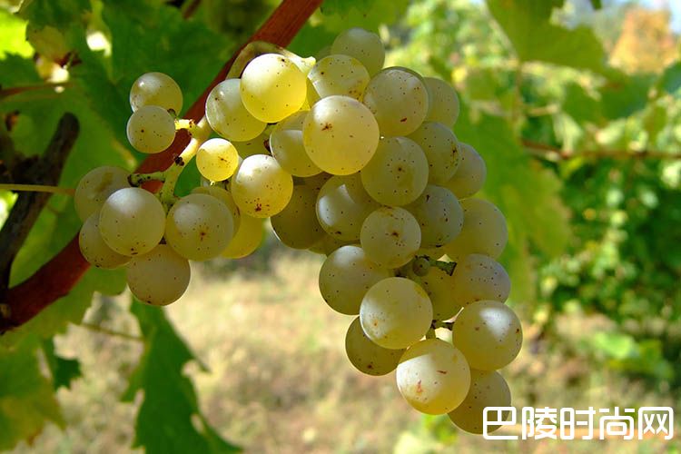 葡萄品种别名知多少? 葡萄品种别名知多少?