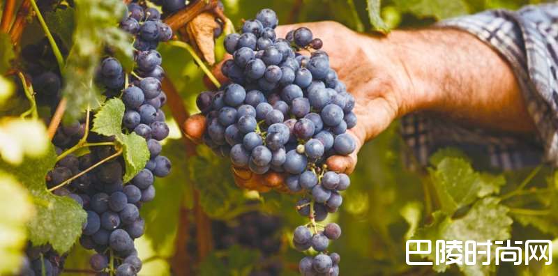 普拉瓦茨马里：小果粒有大滋味