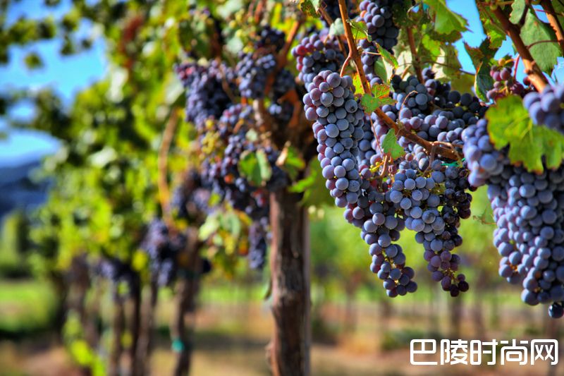 带你走进波尔多子产区&mdash;&mdash;布尔丘