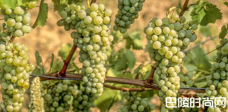 带你走进波尔多子产区&mdash;&mdash;布尔丘