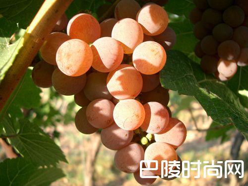 春暖花开，许你一杯芳香型白葡萄酒