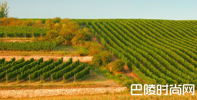 2050年的波尔多葡萄酒什么味？