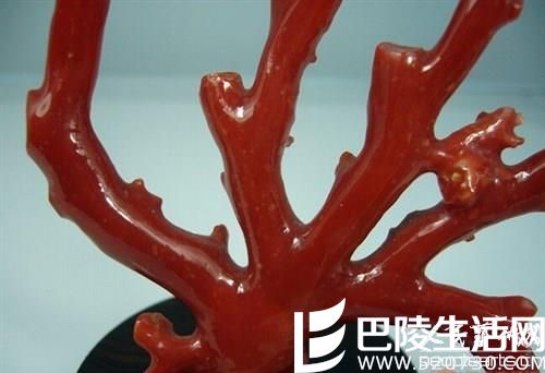 红珊瑚的三大品种与图片鉴赏