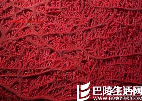 怎么区别珊瑚与海竹，红珊瑚与染色海竹的区别