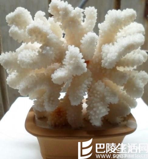 常见的红珊瑚饰品款式有哪些?红珊瑚饰品图片欣赏 常见的红珊瑚饰品款式有哪些?红珊瑚饰品图片欣赏