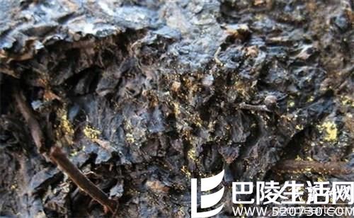 普洱茶上的金花和茯砖茶上的金花相同吗？金花普洱茶对...