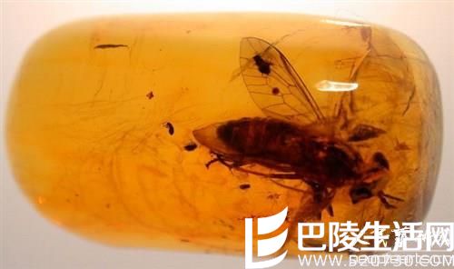 如何鉴别抚顺虫珀