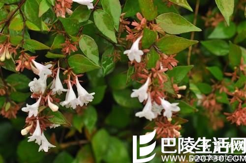 六道木的养殖方法 六道木的养殖方法