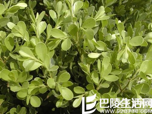 小叶黄杨的价值有哪些 小叶黄杨的价值有哪些