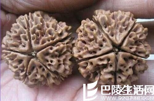 看完这几张图片轻松辨别金刚菩提子真假 看完这几张图片轻松辨别金刚菩提子真假