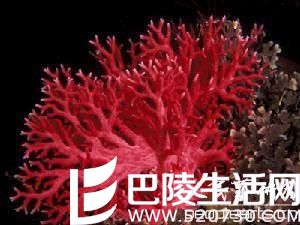 红珊瑚收藏价值怎样 红珊瑚值得收藏吗？