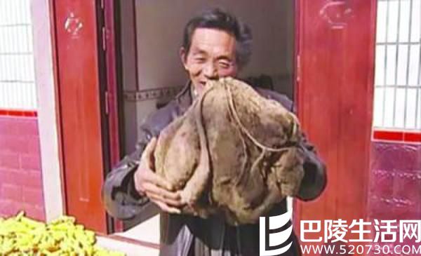 老农种出超级山芋引震惊 揭其形成原因