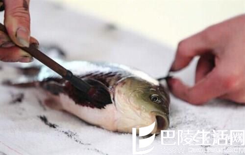 杭州舌画艺术家：活鱼作画惊呆众人