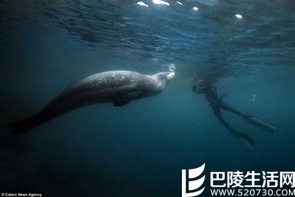 南极海豹对镜自嗨 卖萌模样让人喜爱